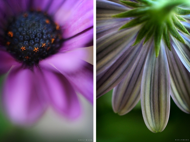macro photography image of daisy